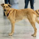 Pacific Skye Dunamis (Duna)