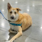 Tennessee River Oden